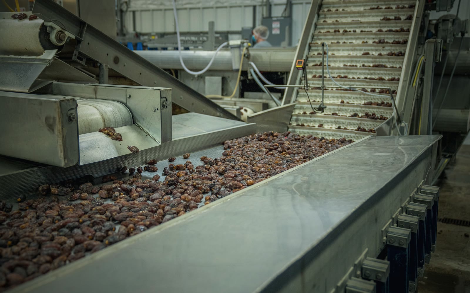 Dates travelling along stainless conveyor belts in a food processing plant